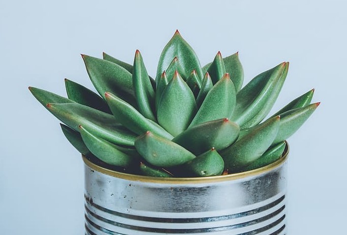 succulents growth and music